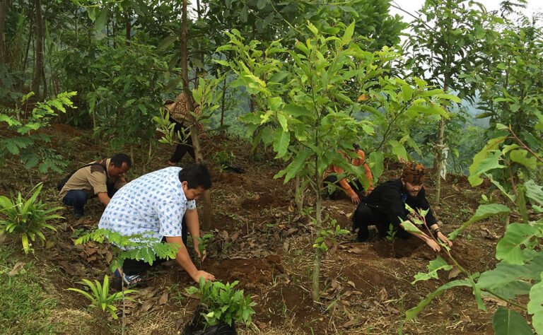 Pemerintah Sukses Reforestasi Lahan di Ibu Kota Nusantara