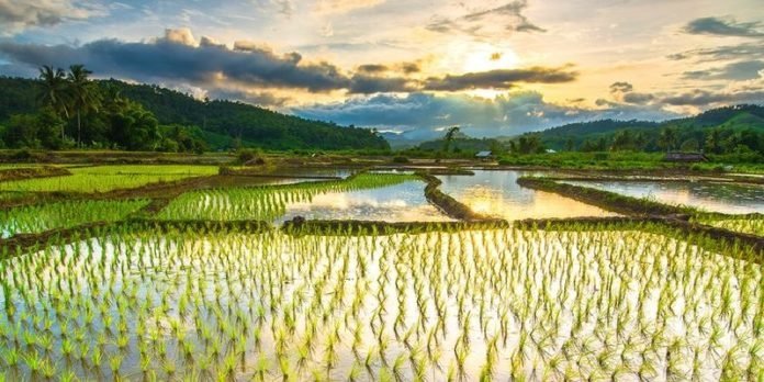 Komitmen Pemerintah Wujudkan Swasembada Pangan Tuai Pujian