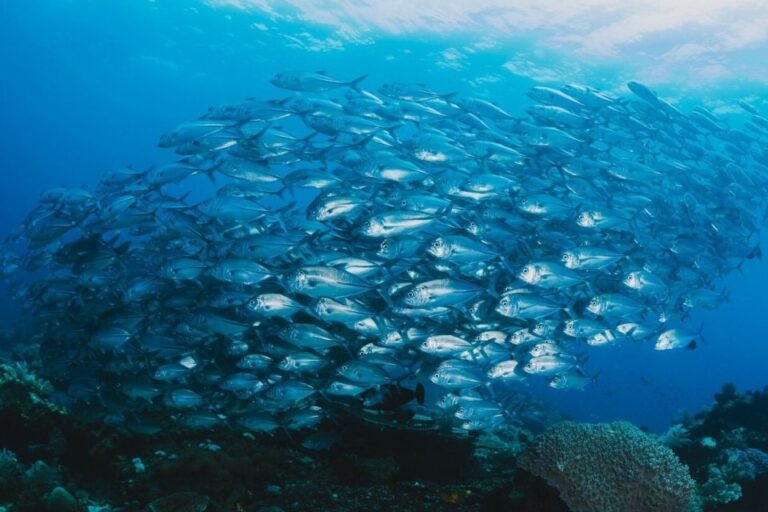 Mendukung Ekonomi Biru Untuk Pembangunan Berkelanjutan
