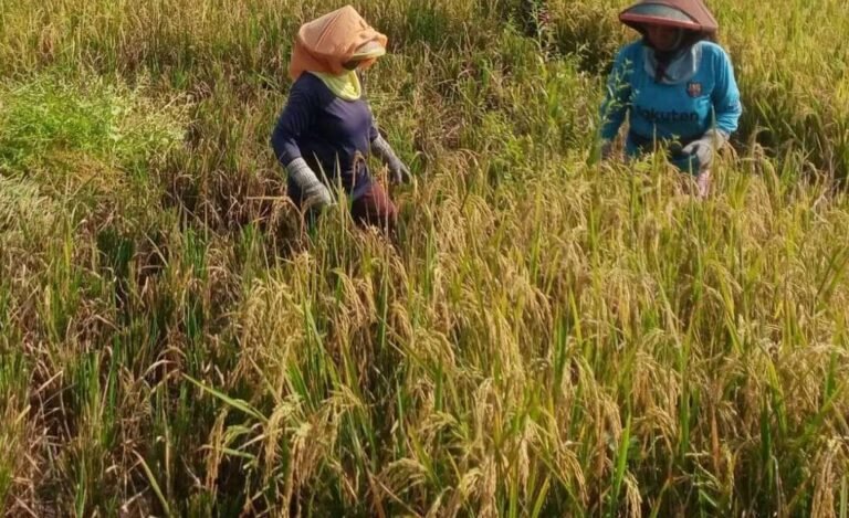 Komitmen Pemerintah Serap Gabah Petani Berikan Kepastian Kepada Masyarakat