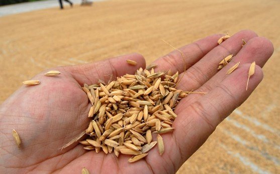 Serapan Gabah Meningkat, Jalan Menuju Swasembada Pangan Nasional