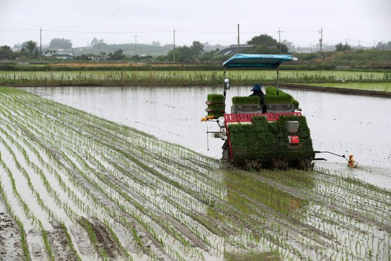 Swasembada Pangan Bentuk Strategi Ketahanan Nasional