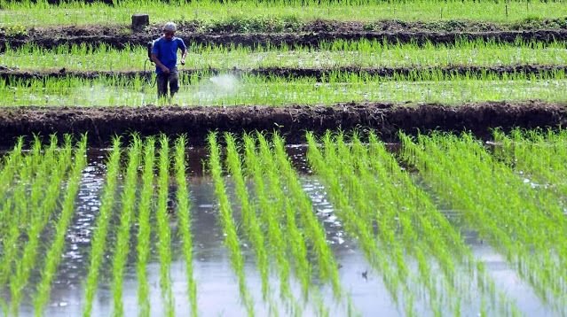 Swasembada Pangan, Indonesia Target Hentikan Impor Beras 2026