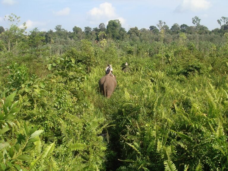 Pemerintah Bentuk Tim Gabungan untuk Lindungi Taman Nasional Tesso Nilo