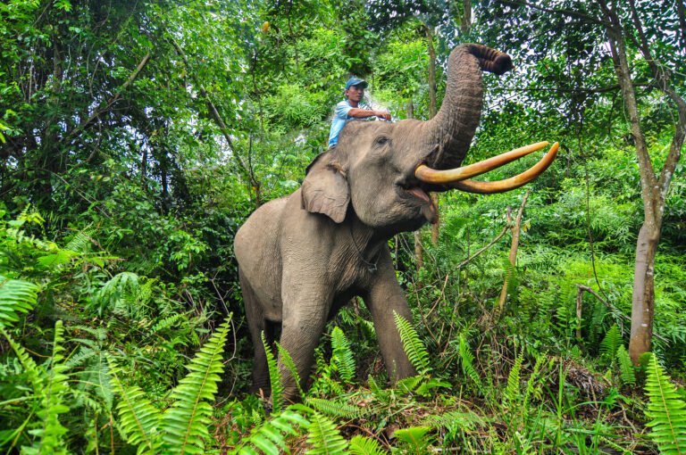 DPR Dukung Pemerintah Pusat dan Daerah Lindungi Taman Nasional Tesso Nilo