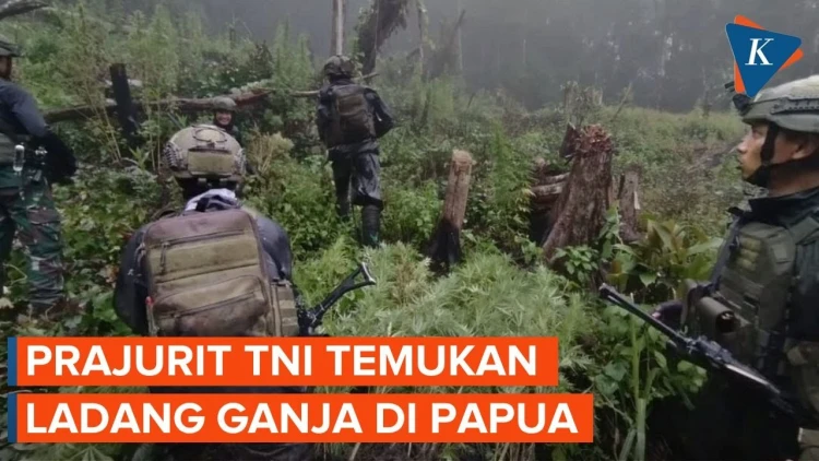 Ladang Ganja Egianus Kogoya, Sumber Dana Aksi Teror OPM