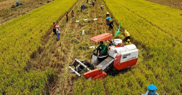 Presiden Prabowo Pastikan Produksi Pangan Optimal demi Kedaulatan Nasional