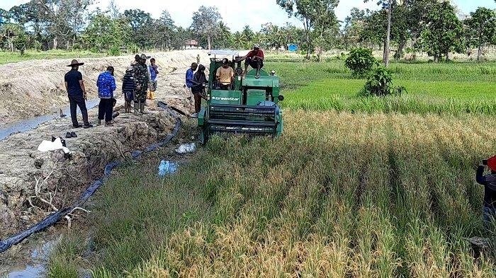 Pemerintah Dorong Transformasi Pertanian Guna Penguatan Ketahanan Pangan Papua