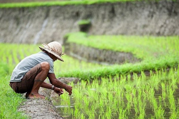 Wujudkan Swasembada Pangan Pemerintah Ambil Langkah Strategis Cetak Sawah 20 ha di Kaltim