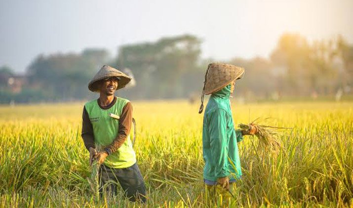 Swasembada Beras Indonesia Diakui Dunia, Harga Beras Global Turun 44 Persen
