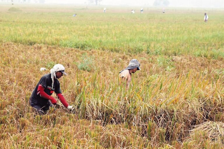 Swasembada Pangan Bukti Keberhasilan Strategi Ketahanan Nasional Pemerintahan Presiden Prabowo