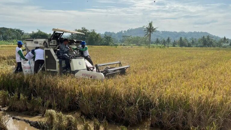 Arsitektur Swasembada Pangan dan Strategi Surplus Berkelanjutan