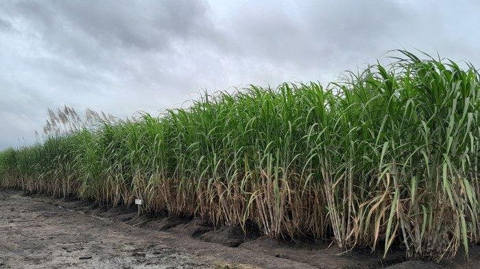 Papua Jadi Fokus Penguatan Energi Nasional, Bioetanol dan Migas Digenjot