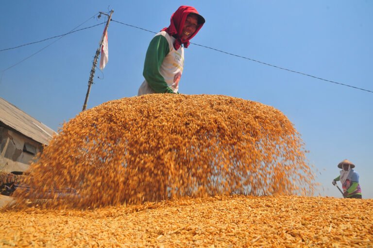 Presiden Prabowo Jamin Koperasi Desa Serap Hasil Panen, Putus Ketergantungan Tengkulak