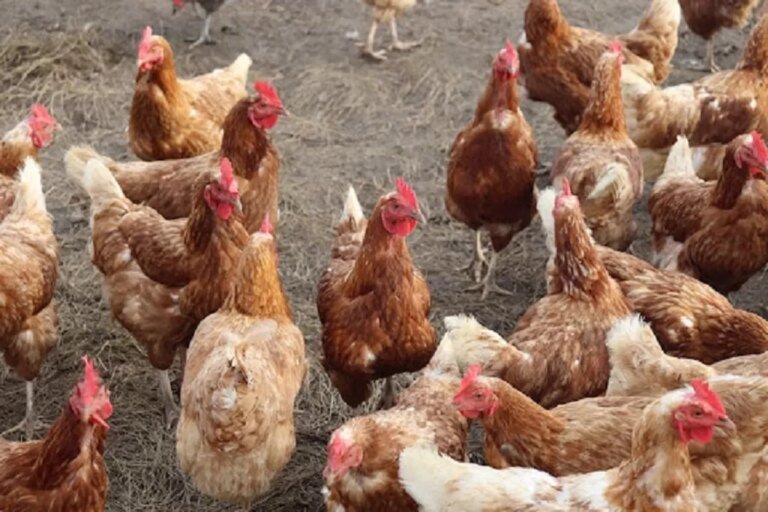 MBG Tak Hanya Tingkatkan Gizi, Tapi Dorong Pertumbuhan Industri Unggas