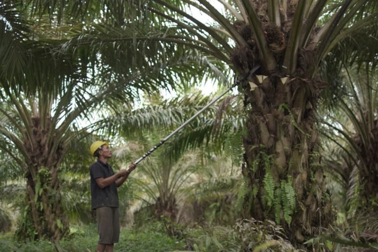 Hilirisasi Komoditas Perkebunan Rakyat Perkuat Ekonomi Nasional