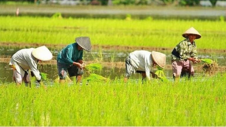 Beras Petani Indonesia Mulai Dikirim ke Tanah Suci, Swasembada Pangan Naik Kelas