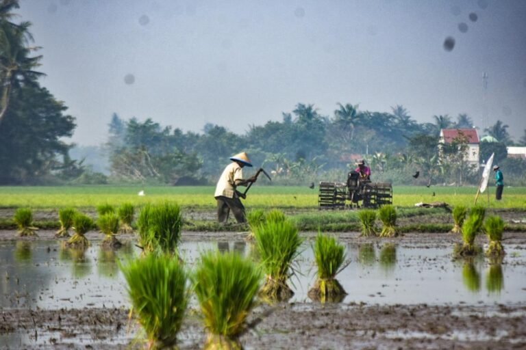 Swasembada Pangan, Perisai Indonesia di Tengah Konflik Global