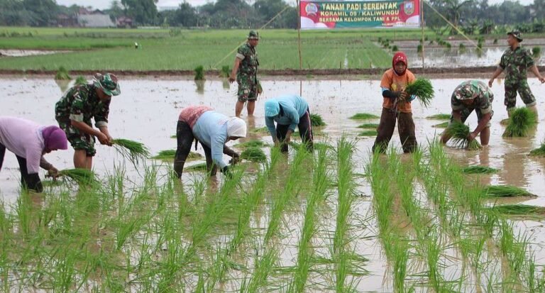 Tanam Serentak sebagai Strategi Kunci Ketahanan Pangan