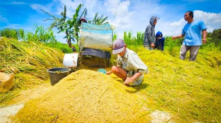 Ketahanan Pangan dan Mitigasi Kemarau: Menjaga Produksi di Tengah Tantangan Iklim