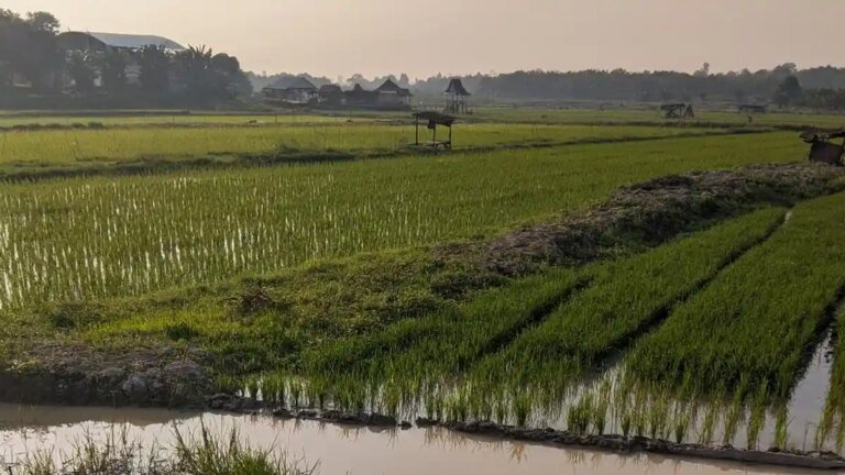 Ketahanan Pangan Desa Menjadi Fondasi Kemandirian Bangsa