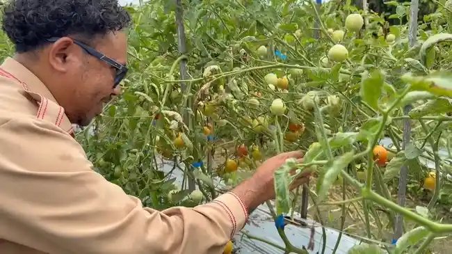 MBG Jadi Penggerak Ekonomi Lokal dan Kesejahteraan Petani Papua