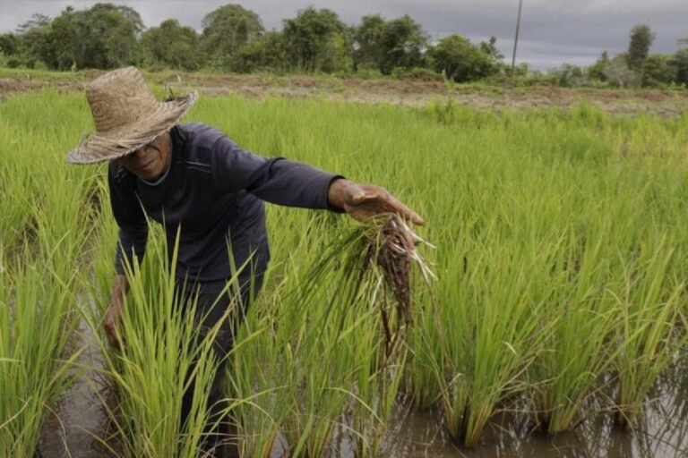 Pemerintah Alokasikan Asuransi Petani untuk Perkuat Ketahanan Pangan