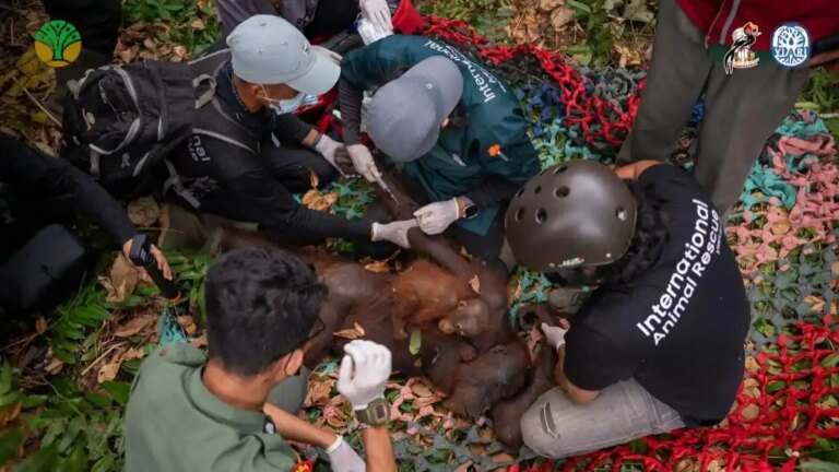 Negara Terus Menjaga Warga, Satwa, dan Lingkungan dari Dampak Karhutla