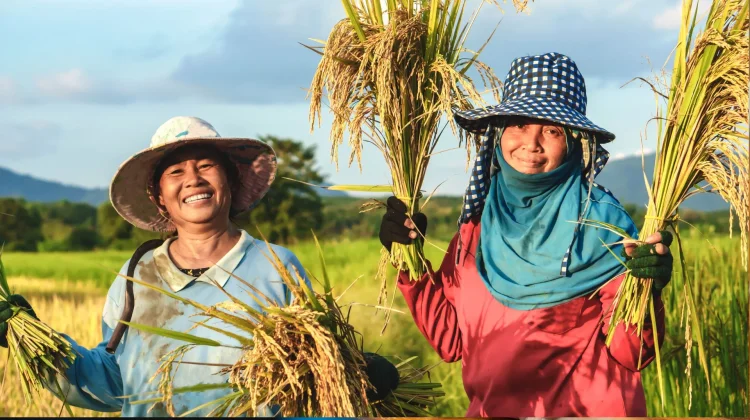 Asuransi Petani, Langkah Pemerintah Menjaga Produksi dan Ketahanan Pangan